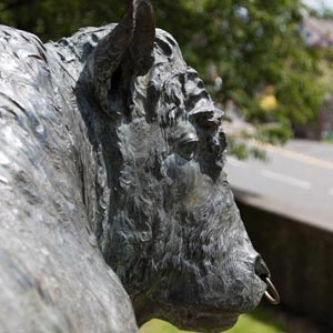 Builth bull