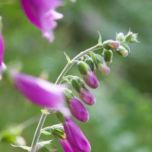 Foxglove